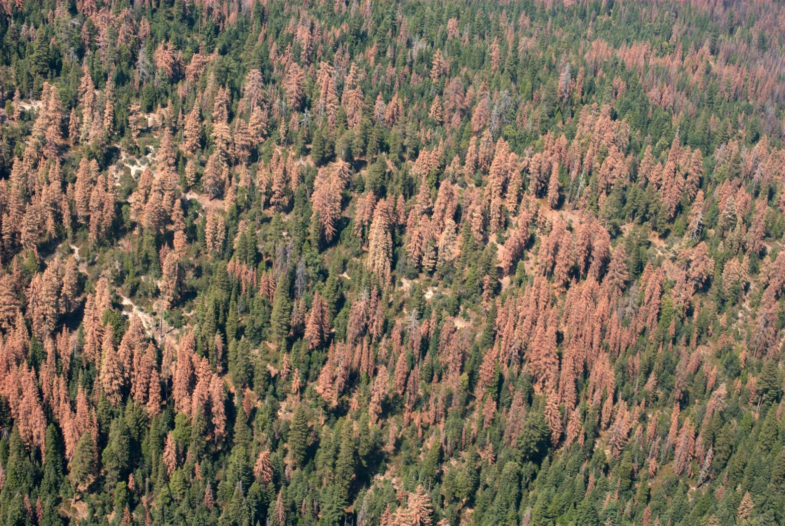 Засуха в Калифорнии поразила треть леса, умерло 102 млн деревьев - 2